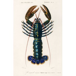 Blue Lobster - Homarus Vulgarus 