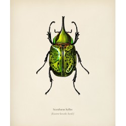  Eastern Hercules Beetle - Scarabaeus Hyllus