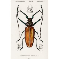 Giant Longhorn Beetle - Enoplocerus Armillatus 