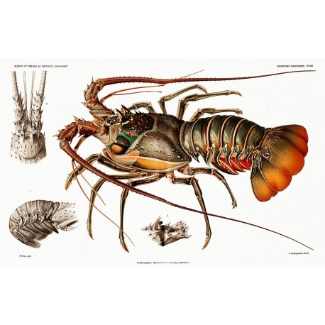 Royal Spiny Lobster - Panulirus regius