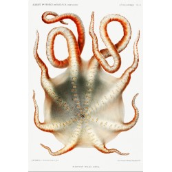 Alloposus mollis, Seven Arm Octopus