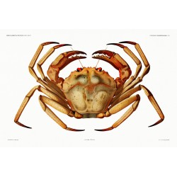 Chaceon Geryon Affinis,  the Atlantic Deep Sea Red Crab