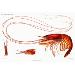 Royal Red Shrimp - Plesiopenaeus edwardsianus