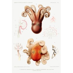  Octopus - Scoeurgus tetracirrhus  