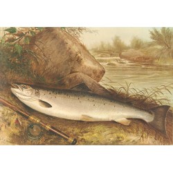Kilbourne Atlantic Salmon
