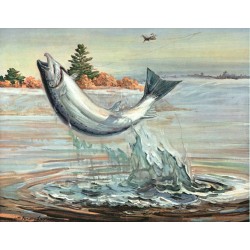 1962 Miramachie Salmon Miramichi