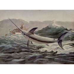 Broadbill Swordfish - 2